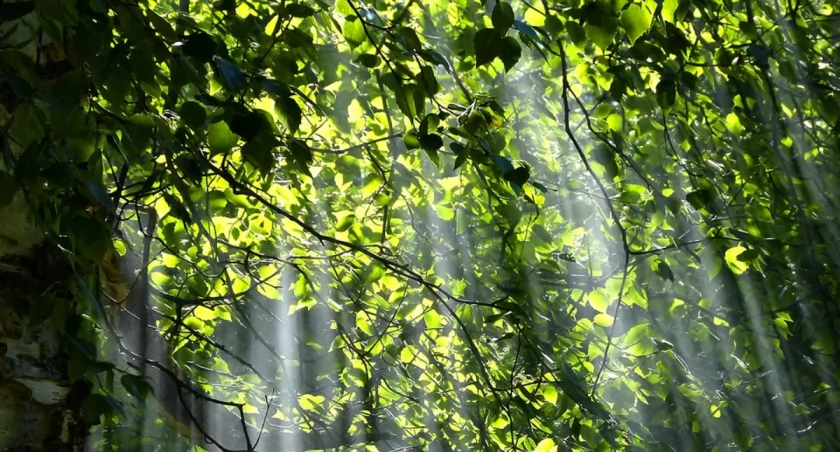 fot. pixabay.com