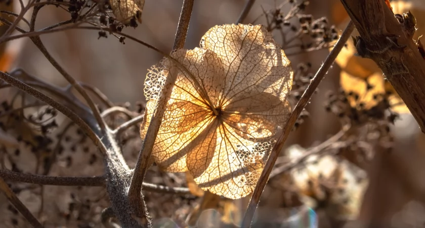 fot. pixabay.com