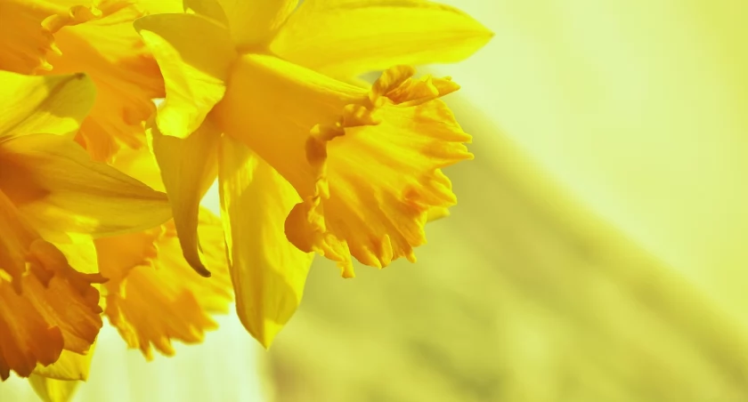 fot. pixabay.com