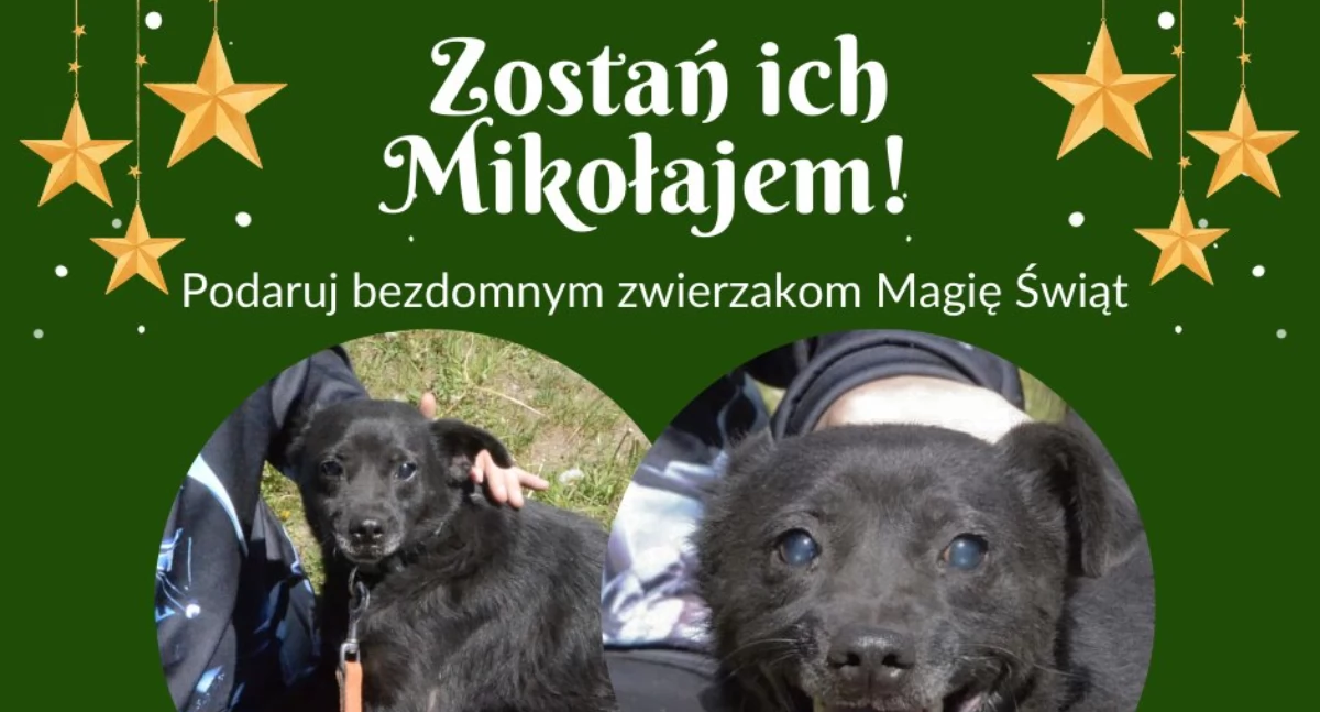 Organizacje pozarządowe, schronisku bezdomnych zwierząt Kościerzynie - zdjęcie, fotografia