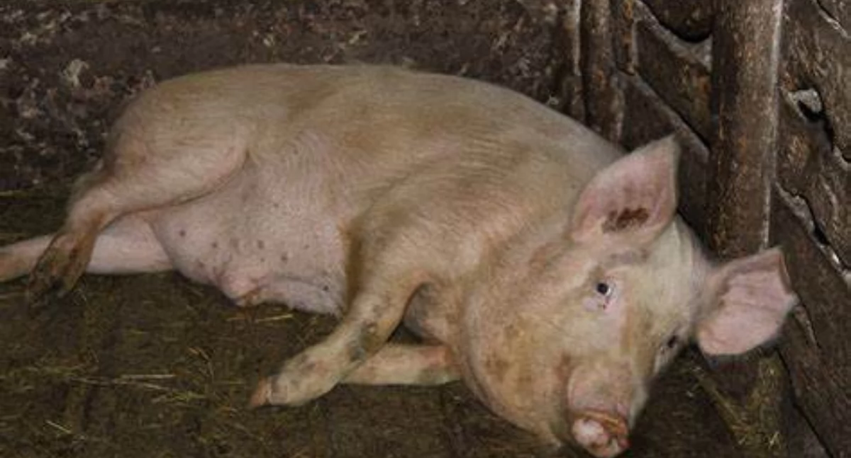 Rolnictwo, Pomorzu hodowcy świń gminy Sierakowice strefie niebieskiej środę ważne spotkanie - zdjęcie, fotografia