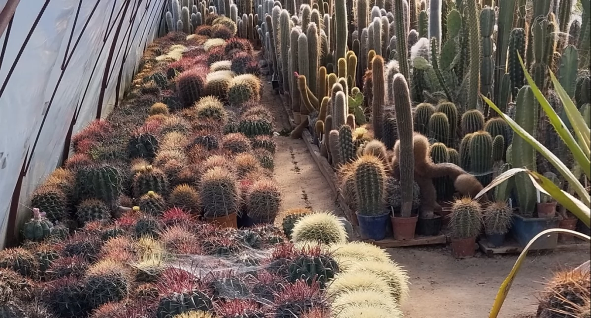 fot. Cactusarium Ostrzyce/FB