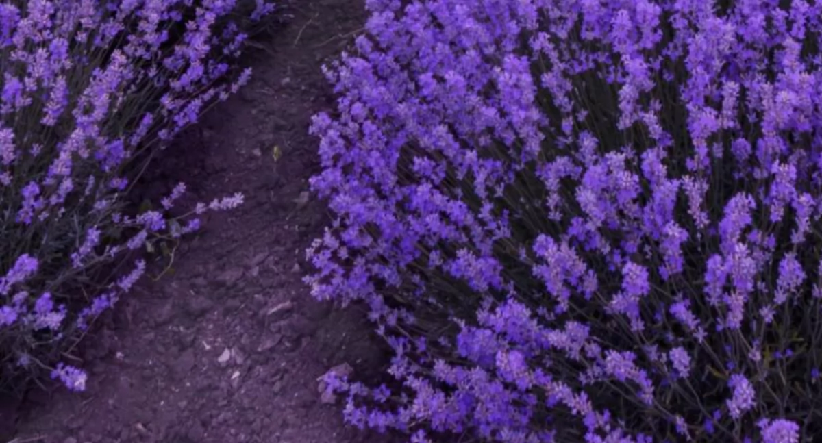 Zapowiedzi, Lawendowa uczta zmysłów aromatyczne popołudnie bibliotece Przodkowie - zdjęcie, fotografia