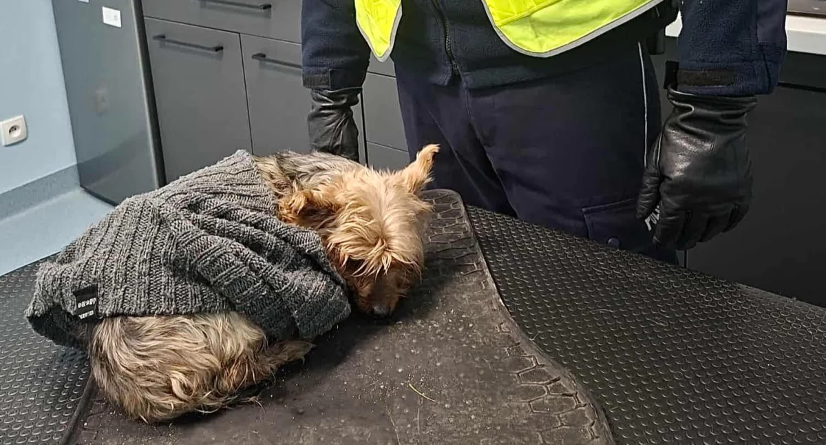 Służby w akcji, Kartuscy dzielnicowi czekali Potrącony otrzymał natychmiastową pomoc - zdjęcie, fotografia