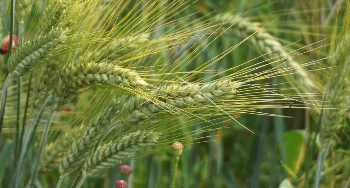 Rolnictwo, Biologiczne środki ochrony roślin realną alternatywą chemii uprawach wielkoobszarowych - zdjęcie, fotografia