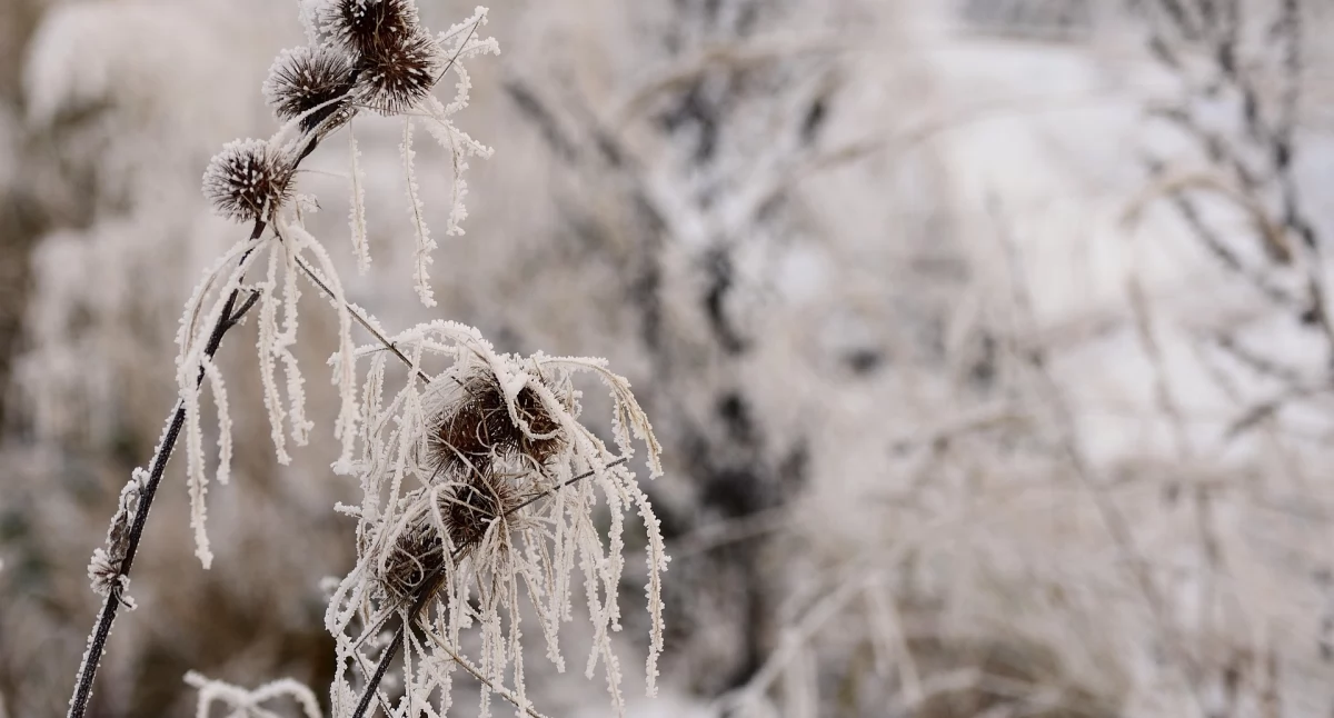 Ostrzeżenia pogodowe, ostrzega przed silnym mrozem Temperatury spadną nawet –17°C - zdjęcie, fotografia