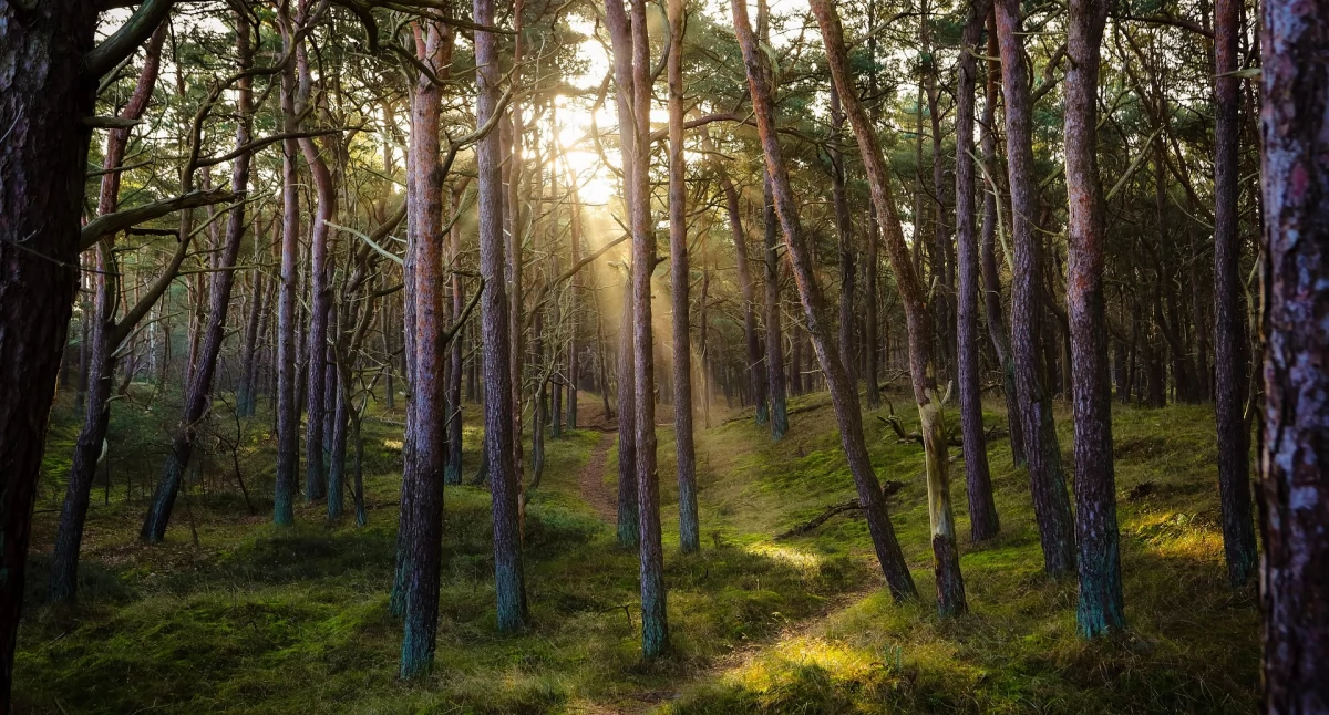 Leśnictwo i łowiectwo, Leśnicy zapraszają mieszkańców spotkania Powstaje Urządzenia - zdjęcie, fotografia