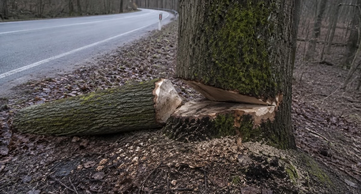 Kronika policyjna, Ktoś znów podciął kilkanaście drzew drodze Policja szuka sprawców - zdjęcie, fotografia