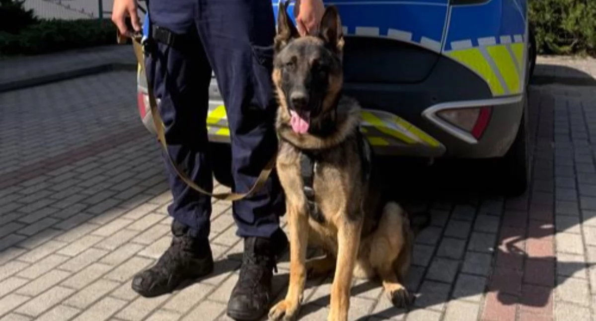 Policja, zasilił kartuską policję czworonożny funkcjonariusz służbie - zdjęcie, fotografia