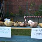 zdjęcie nr 11