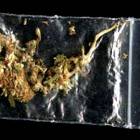 Marihuana znaleziona w samochodzie 23-letniego kierowcy /fot. KPP Kartuzy