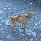 fot. internet/facebook.com/otoz.animals
