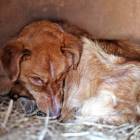 fot. internet/facebook.com/otoz.animals