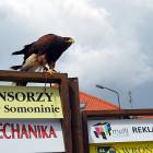 zdjęcie nr 11