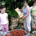 W tym roku plantatorzy truskawek mają powody do narzekania