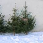 zdjęcie nr 8
