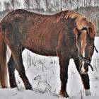fot. nadesłane