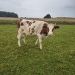zdjęcie nr 