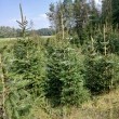 Choinki - ogłoszenia 2592016 | Kartuzy.info