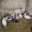 Sprzedam kaczki  - ogłoszenia 2594309 | Kartuzy.info