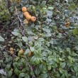 Owoce pigwowca  - ogłoszenia 2596018 | Kartuzy.info