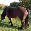 Sprzedam klacz zimnokrwista  - ogłoszenia 2596328 | Kartuzy.info