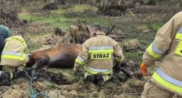 Koń uwięziony w bagnie w Kiełpinie. Strażacy ruszyli na pomoc