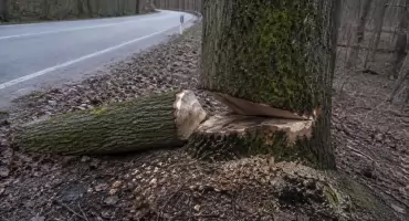 Ktoś znów podciął kilkanaście drzew przy drodze. Policja szuka sprawców