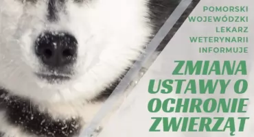 Nowe obowiązki właścicieli psów i kotów. Ważne zmiany od 28 lipca 2027 roku