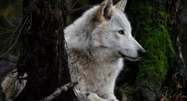 Wilki coraz bliżej naszych domów? Eksperci apelują o rozsądek. Nigdy nie dokarmiaj wilka!