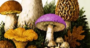 Ponad 80 gatunków grzybów w jednym miejscu. Już w piątek warto odwiedzić Kartuskie Centrum Kultury